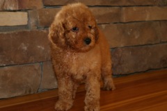 Picture of Australian Labradoodle