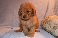 Picture of Australian Labradoodle