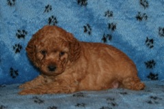 Picture of Australian Labradoodle