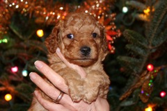 Picture of Australian Labradoodle