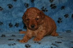 Picture of Australian Labradoodle