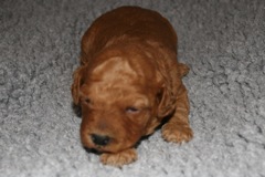 Picture of Australian Labradoodle