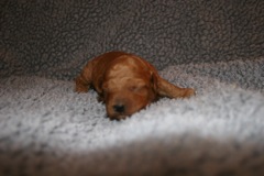 Picture of Australian Labradoodle
