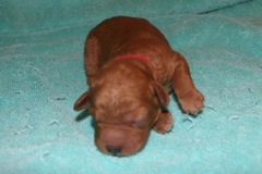 Picture of Australian Labradoodle