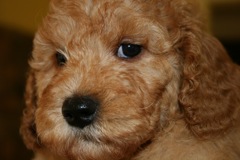 Picture of Australian Labradoodle