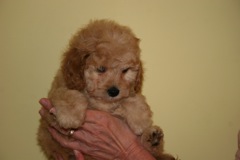 Picture of Australian Labradoodle
