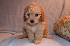 Picture of Australian Labradoodle