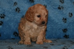 Picture of Australian Labradoodle
