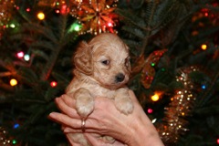 Picture of Australian Labradoodle