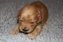 Picture of Australian Labradoodle