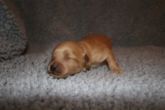 Picture of Australian Labradoodle