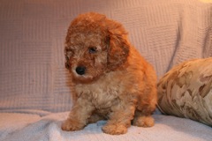 Picture of Australian Labradoodle