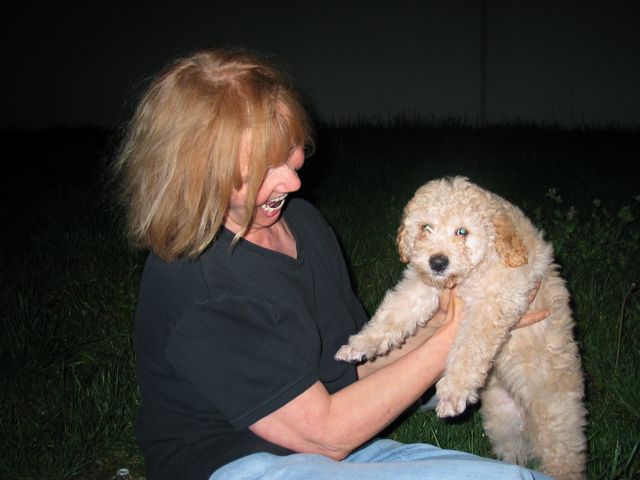 Picture of Australian Labradoodle
