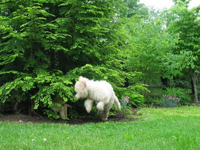 Picture of Australian Labradoodle