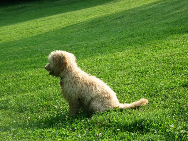 Picture of Australian Labradoodle