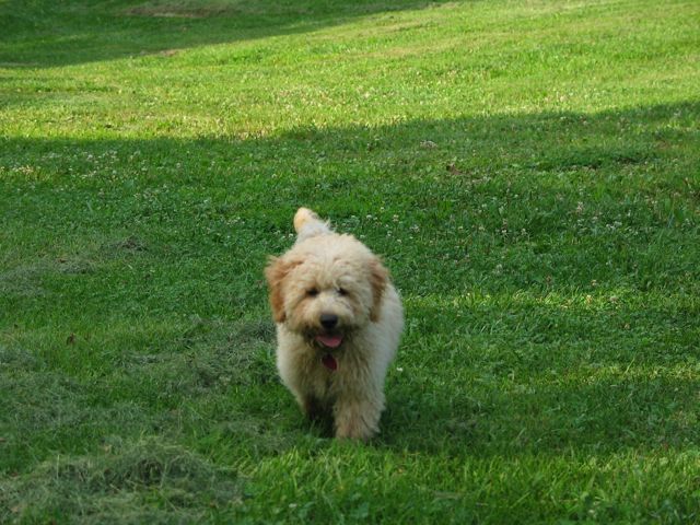 Picture of Australian Labradoodle