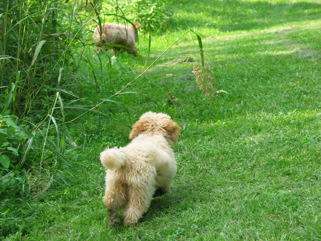 Picture of Australian Labradoodle