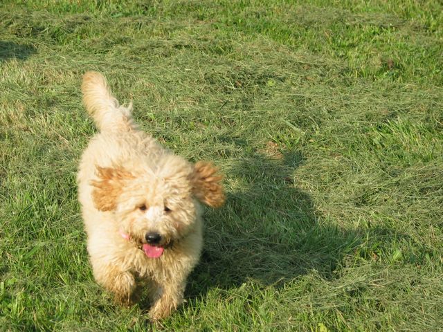 Picture of Australian Labradoodle
