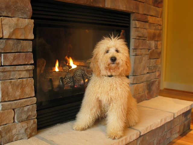 Picture of Australian Labradoodle