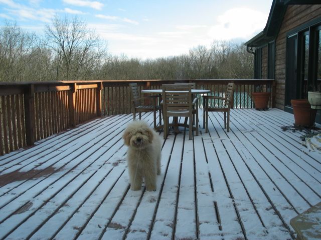 Picture of Australian Labradoodle