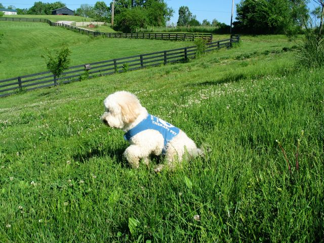 Picture of Australian Labradoodle