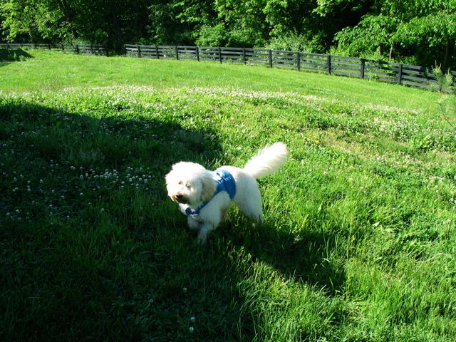 Picture of Australian Labradoodle