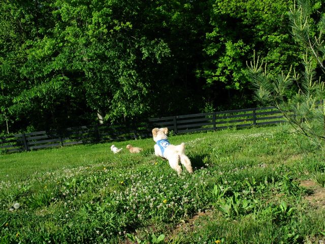 Picture of Australian Labradoodle