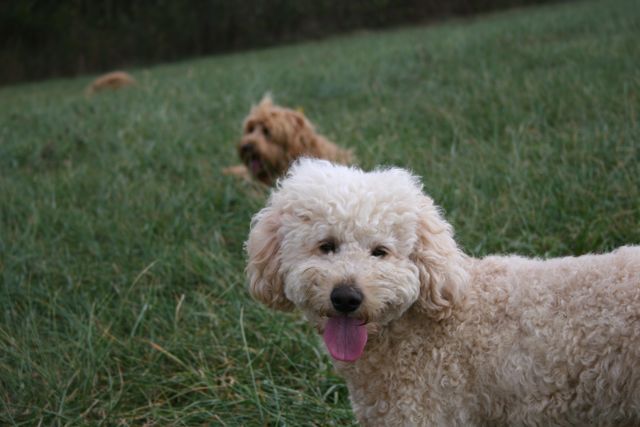 Picture of Australian Labradoodle