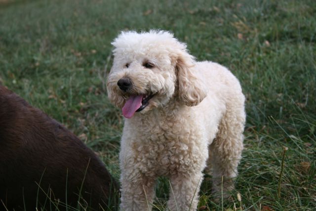 Picture of Australian Labradoodle