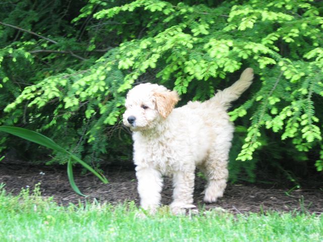 Picture of Australian Labradoodle