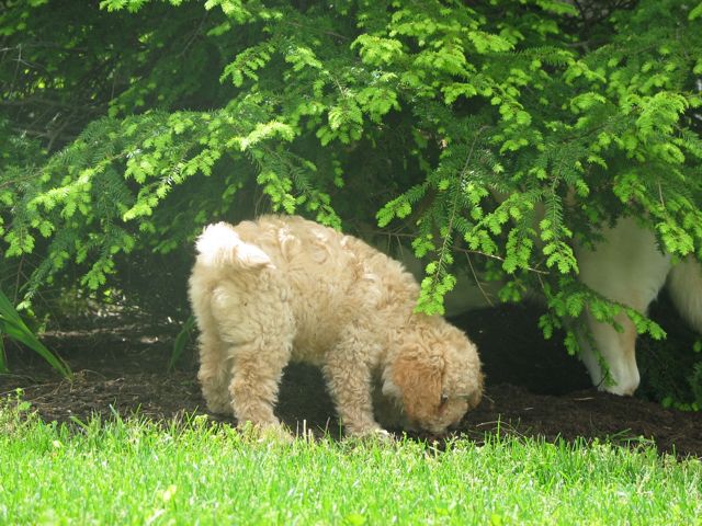 Picture of Australian Labradoodle