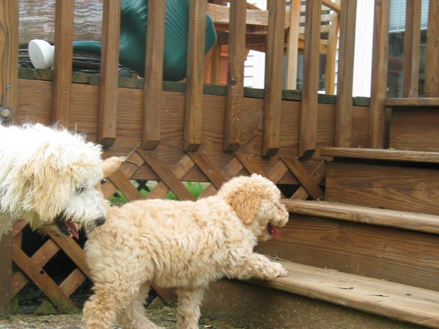 Picture of Australian Labradoodle