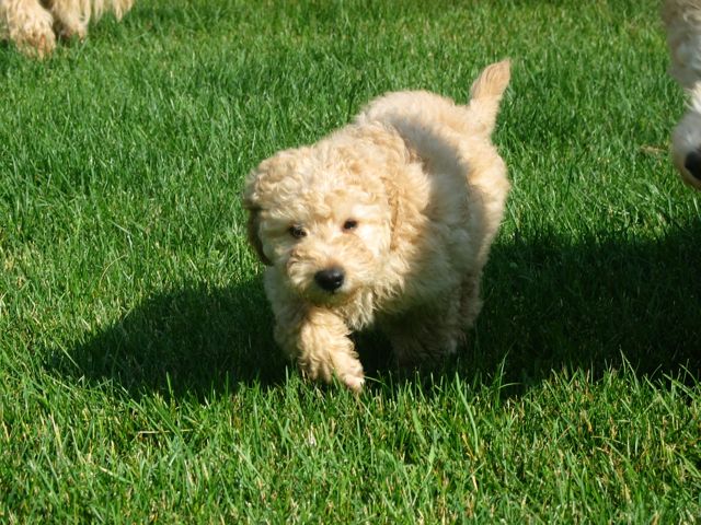 Picture of Australian Labradoodle