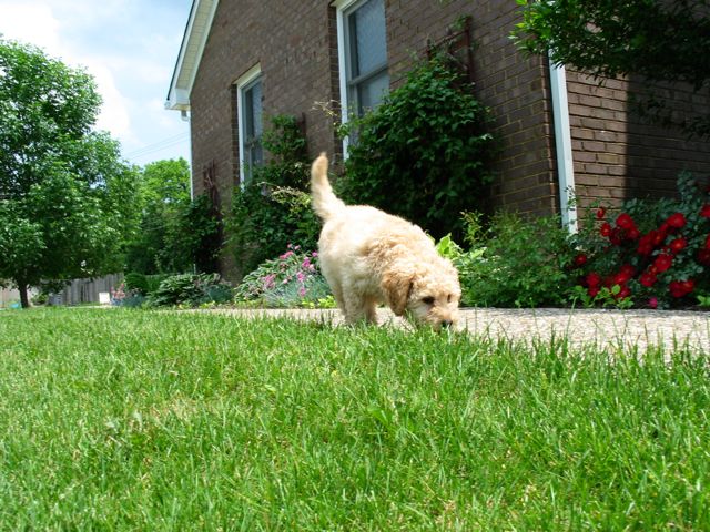 Picture of Australian Labradoodle