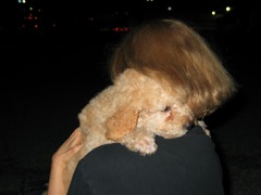 Picture of Australian Labradoodle