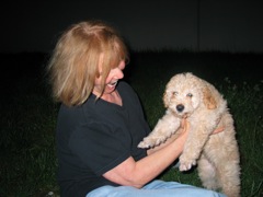 Picture of Australian Labradoodle