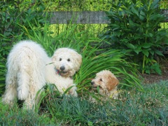 Picture of Australian Labradoodle