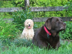 Picture of Australian Labradoodle