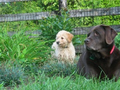 Picture of Australian Labradoodle