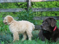 Picture of Australian Labradoodle