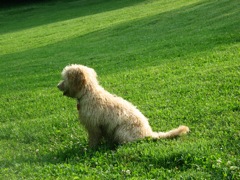 Picture of Australian Labradoodle