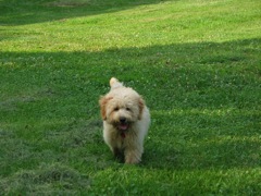Picture of Australian Labradoodle
