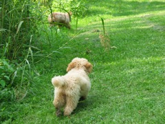 Picture of Australian Labradoodle