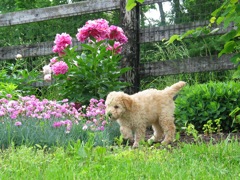 Picture of Australian Labradoodle