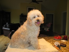Picture of Australian Labradoodle