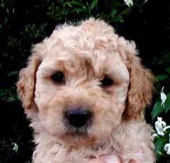 Picture of Australian Labradoodle
