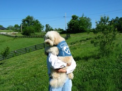 Picture of Australian Labradoodle