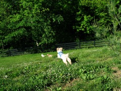 Picture of Australian Labradoodle