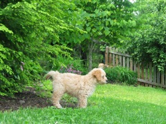 Picture of Australian Labradoodle