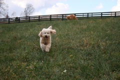 Picture of Australian Labradoodle